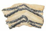 Mammoth Molar Slice with Case - South Carolina #217921-1